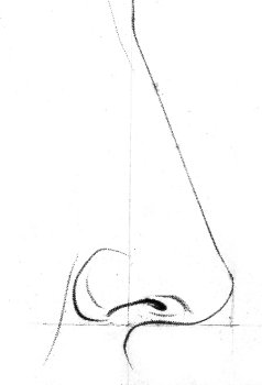 A diagram showing how to draw a human nose.