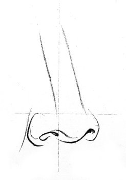 A diagram showing how to draw a human nose.