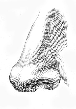 A diagram showing how to draw a human nose.