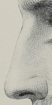 A diagram showing how to draw a human nose.