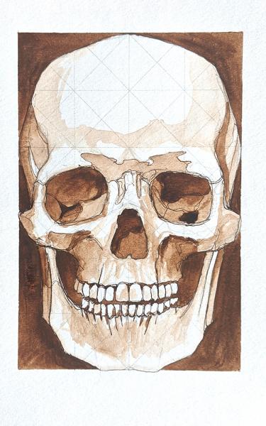 A gouache painting of a skull.